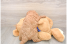 Mini Goldendoodle Puppy for Adoption
