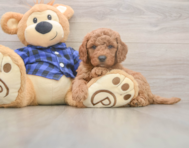 5 week old Mini Goldendoodle Puppy For Sale - Florida Fur Babies