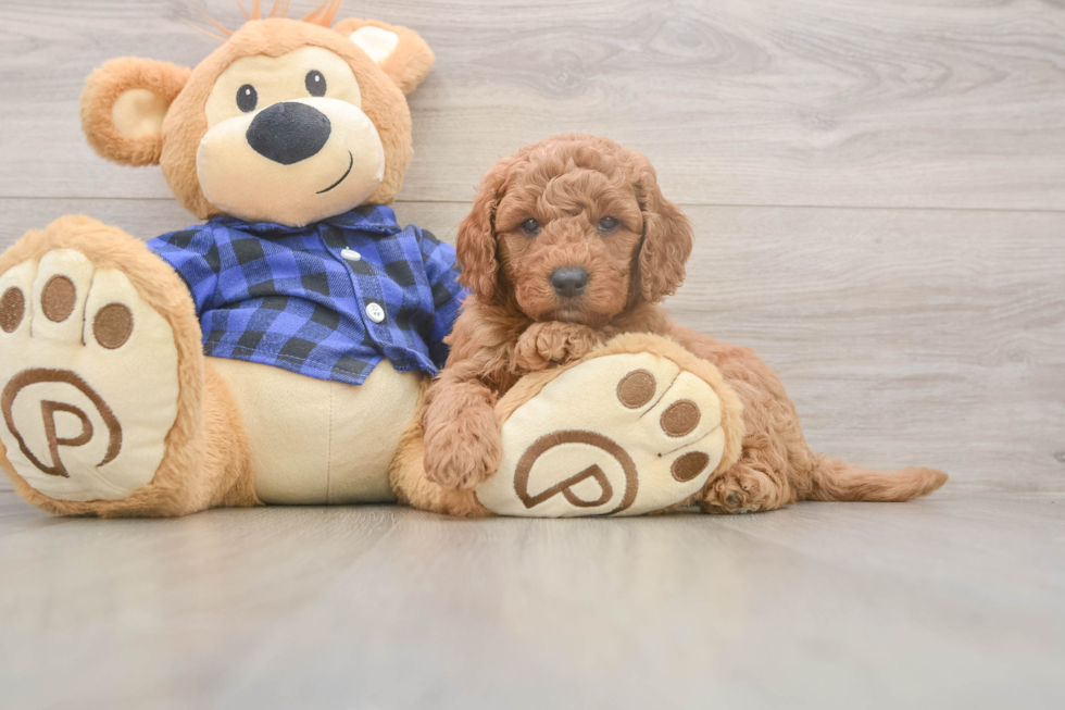 Funny Mini Goldendoodle Poodle Mix Pup