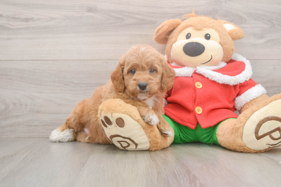 Fluffy Mini Goldendoodle Poodle Mix Pup