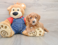 8 week old Mini Goldendoodle Puppy For Sale - Florida Fur Babies