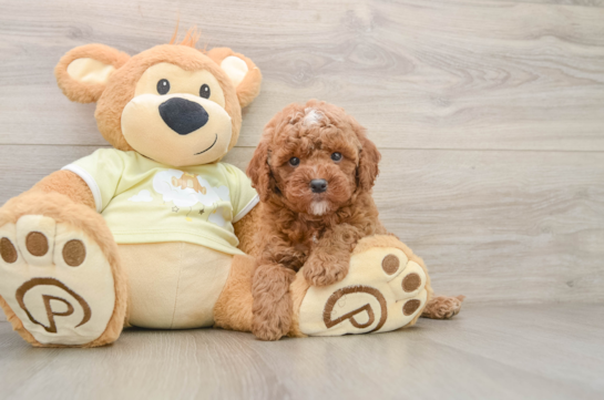 Fluffy Mini Goldendoodle Poodle Mix Pup