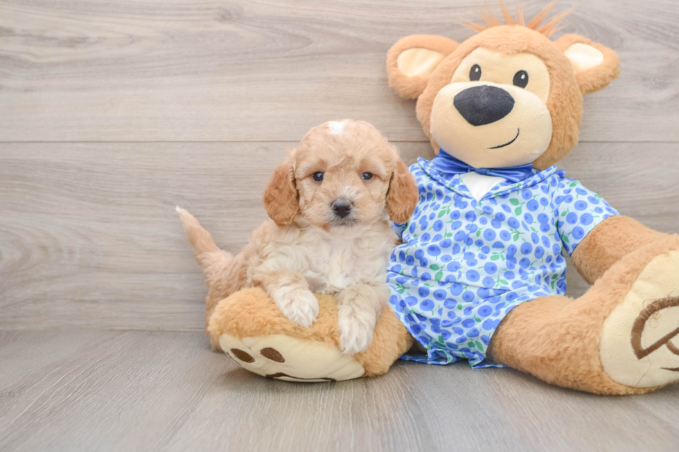 Best Mini Goldendoodle Baby
