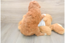 Best Mini Goldendoodle Baby