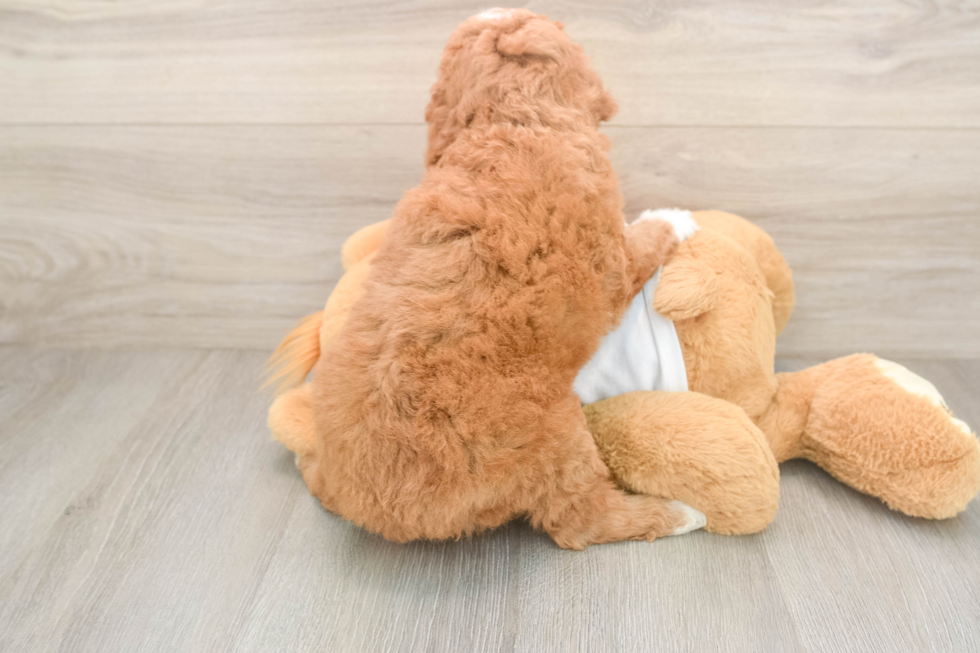 Best Mini Goldendoodle Baby