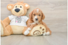 Fluffy Mini Goldendoodle Poodle Mix Pup