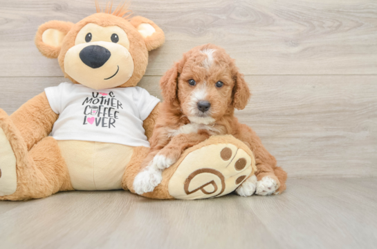 Fluffy Mini Goldendoodle Poodle Mix Pup