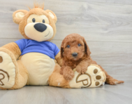 7 week old Mini Goldendoodle Puppy For Sale - Florida Fur Babies