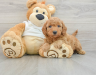 9 week old Mini Goldendoodle Puppy For Sale - Florida Fur Babies