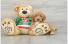 Mini Goldendoodle Puppy for Adoption