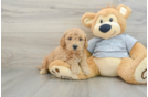 Mini Goldendoodle Puppy for Adoption