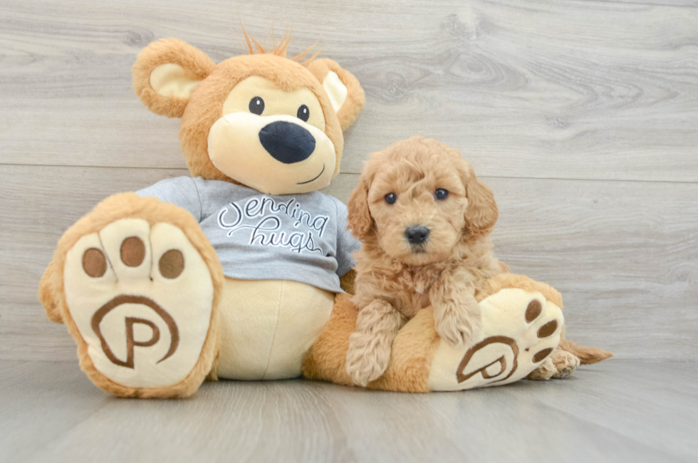 5 week old Mini Goldendoodle Puppy For Sale - Florida Fur Babies