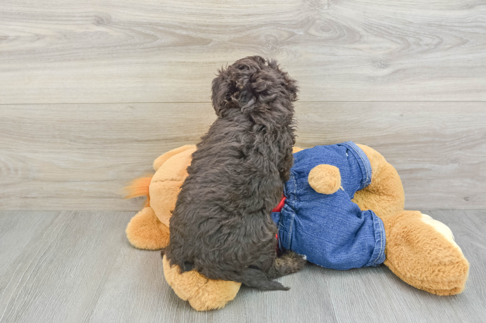 Petite Mini Goldendoodle Poodle Mix Pup