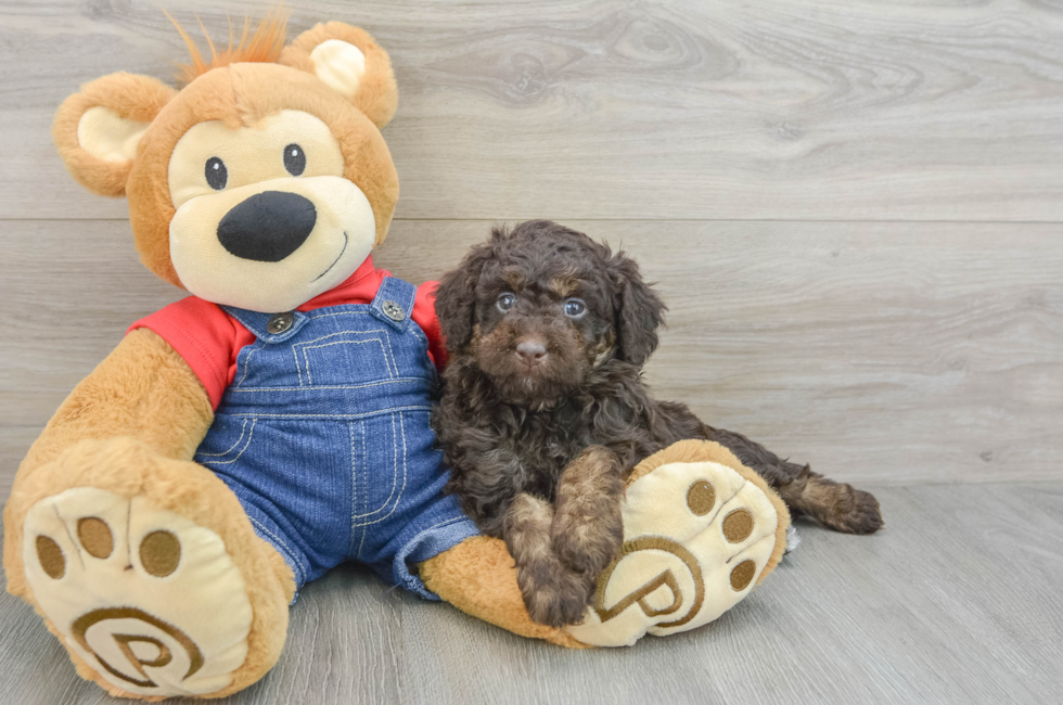 6 week old Mini Goldendoodle Puppy For Sale - Florida Fur Babies