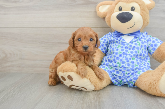 Energetic Golden Doodle Poodle Mix Puppy