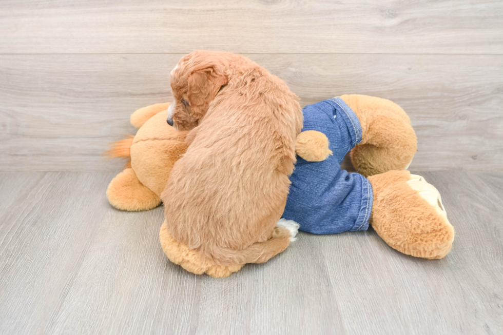 Petite Mini Goldendoodle Poodle Mix Pup