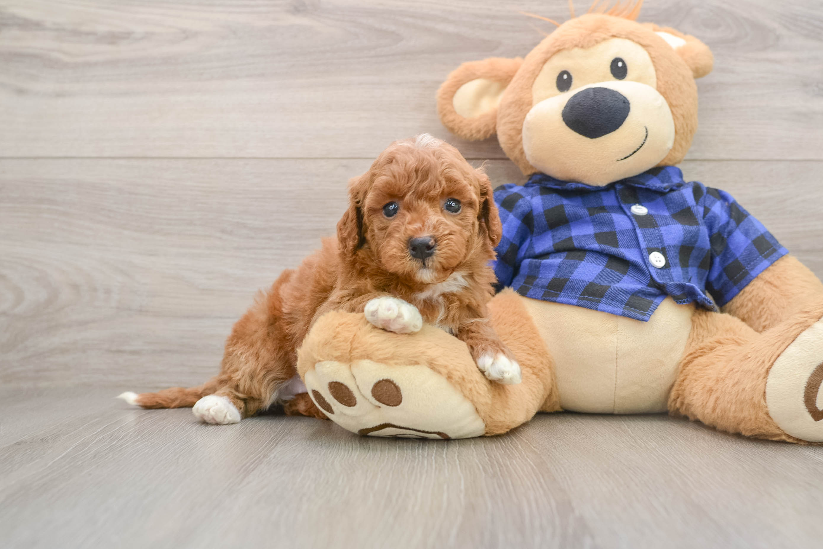 Best Mini Goldendoodle Baby