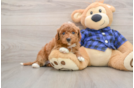 Best Mini Goldendoodle Baby