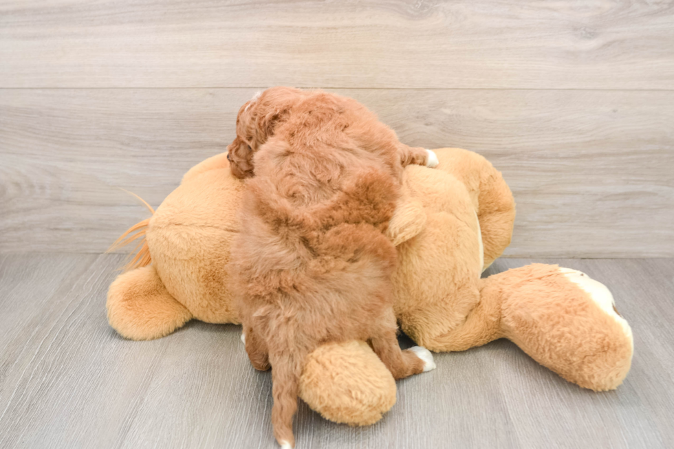 Best Mini Goldendoodle Baby
