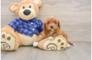Small Mini Goldendoodle Baby