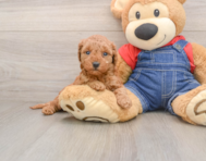 8 week old Mini Goldendoodle Puppy For Sale - Florida Fur Babies