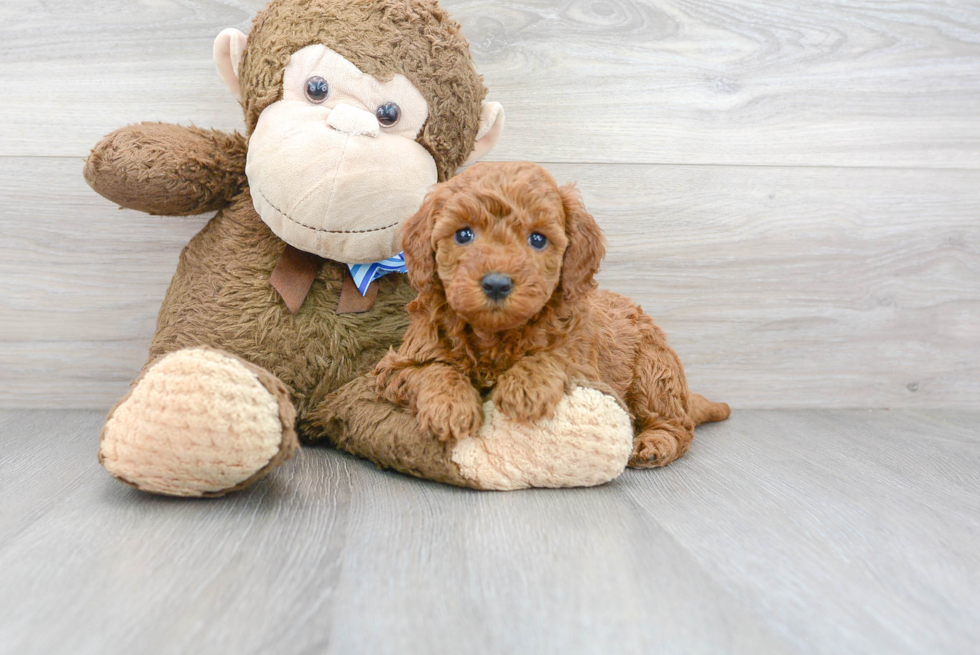 golden retriever poodle mix puppy