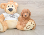 7 week old Mini Goldendoodle Puppy For Sale - Florida Fur Babies