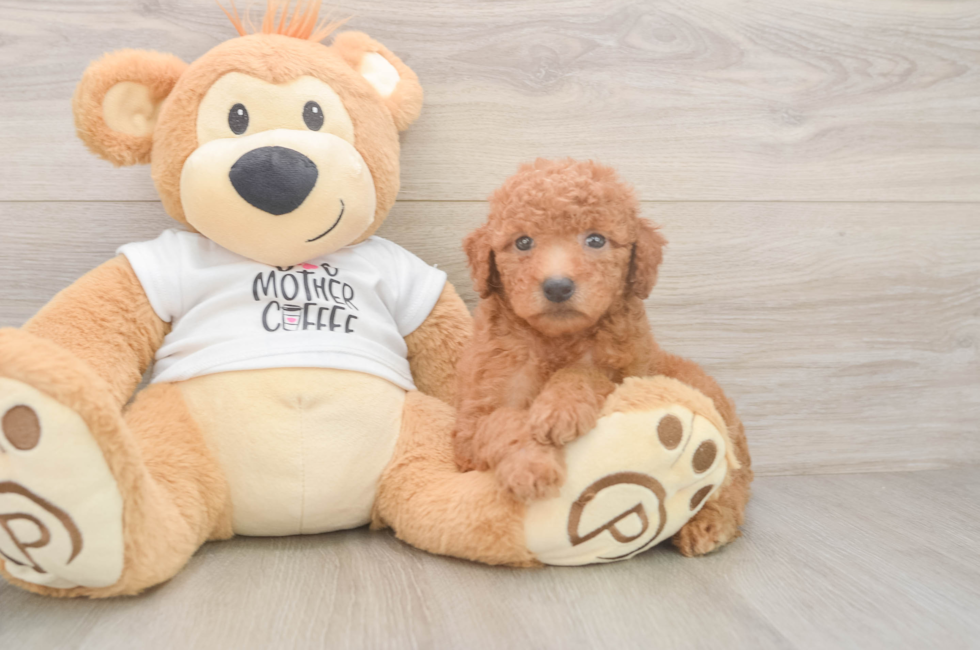 5 week old Mini Goldendoodle Puppy For Sale - Florida Fur Babies