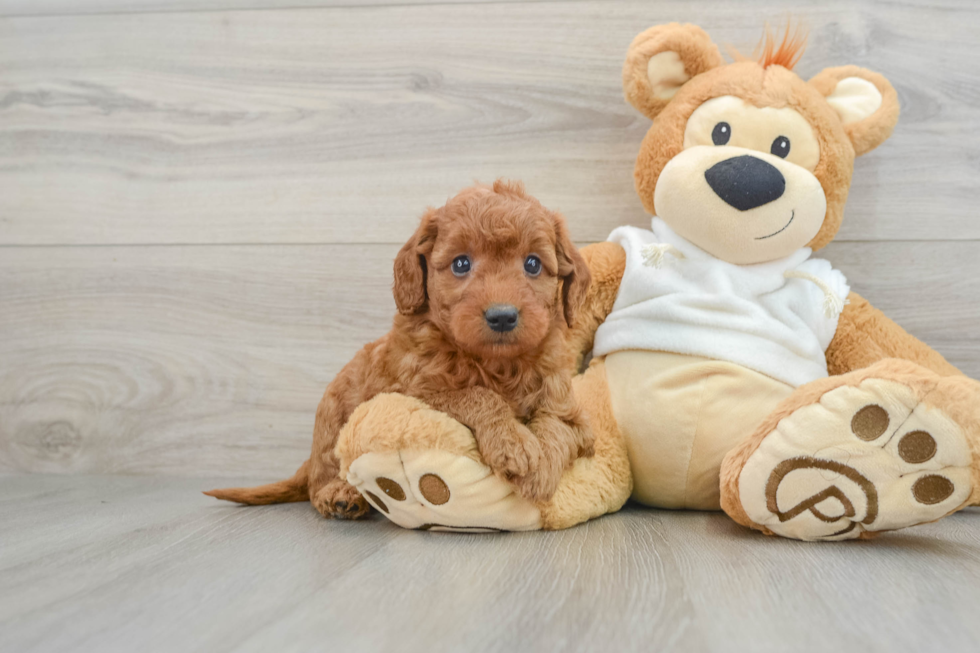 Fluffy Mini Goldendoodle Poodle Mix Pup