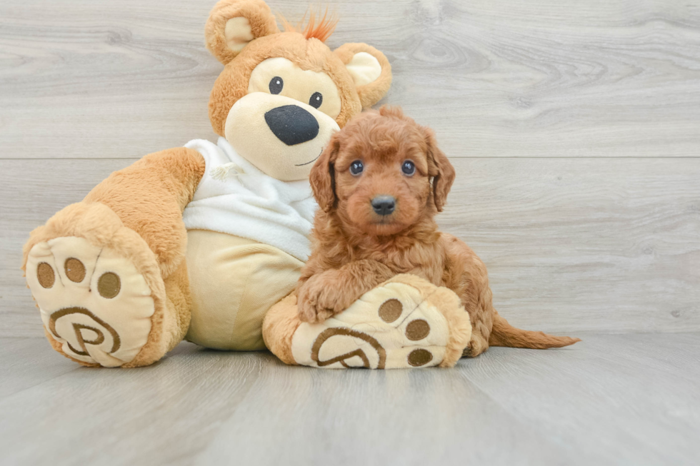 Smart Mini Goldendoodle Poodle Mix Pup