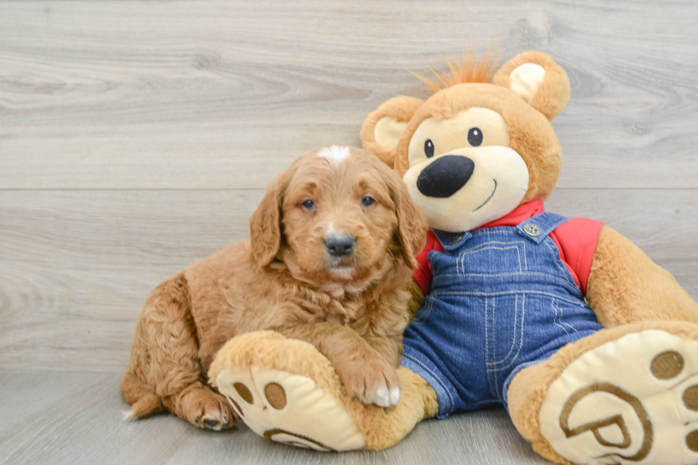 Fluffy Mini Goldendoodle Poodle Mix Pup