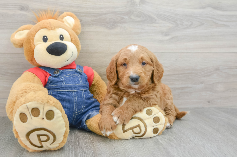 7 week old Mini Goldendoodle Puppy For Sale - Florida Fur Babies