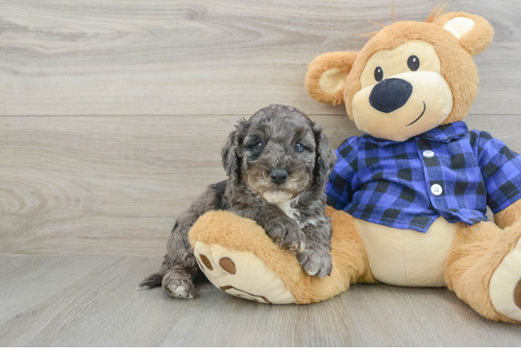 Friendly Mini Goldendoodle Baby