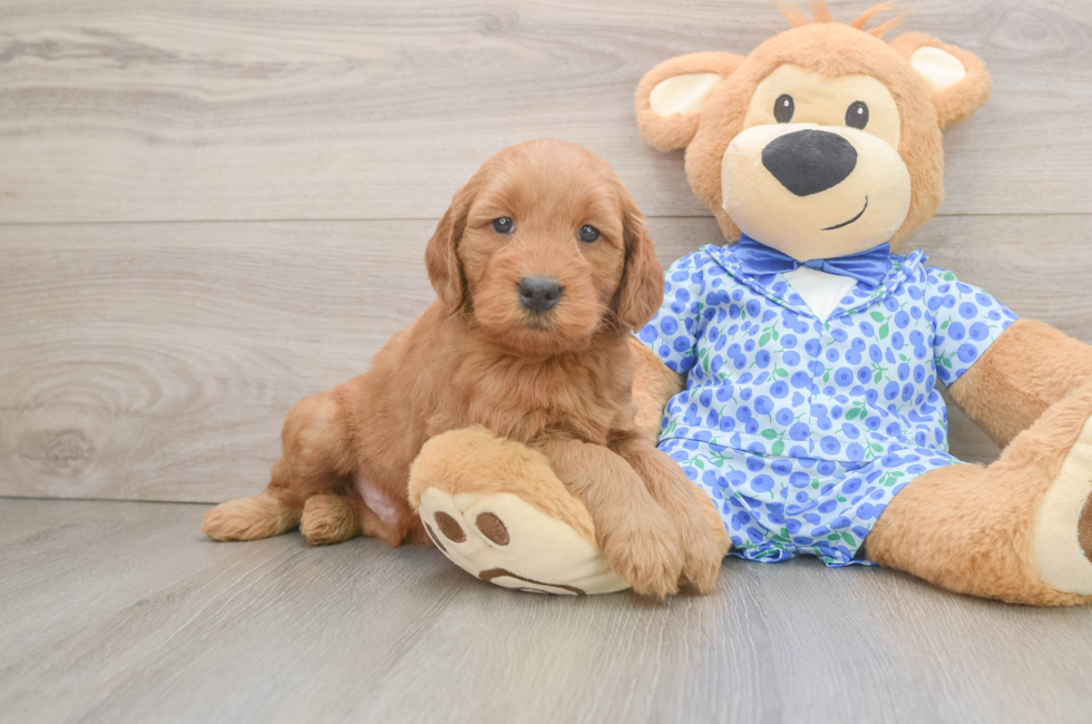 6 week old Mini Goldendoodle Puppy For Sale - Florida Fur Babies