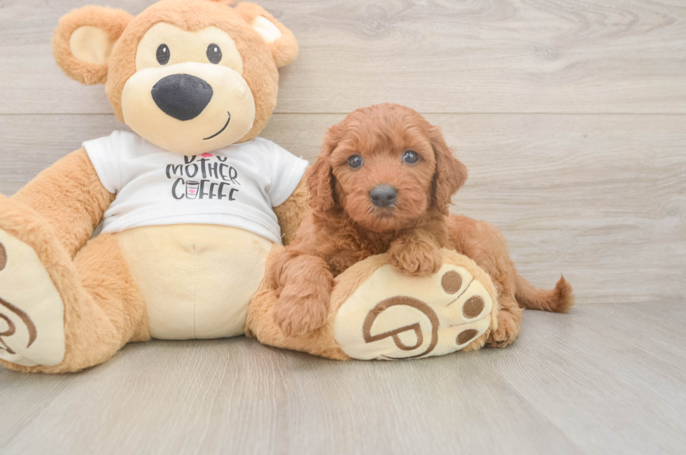5 week old Mini Goldendoodle Puppy For Sale - Florida Fur Babies