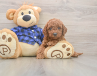 6 week old Mini Goldendoodle Puppy For Sale - Florida Fur Babies