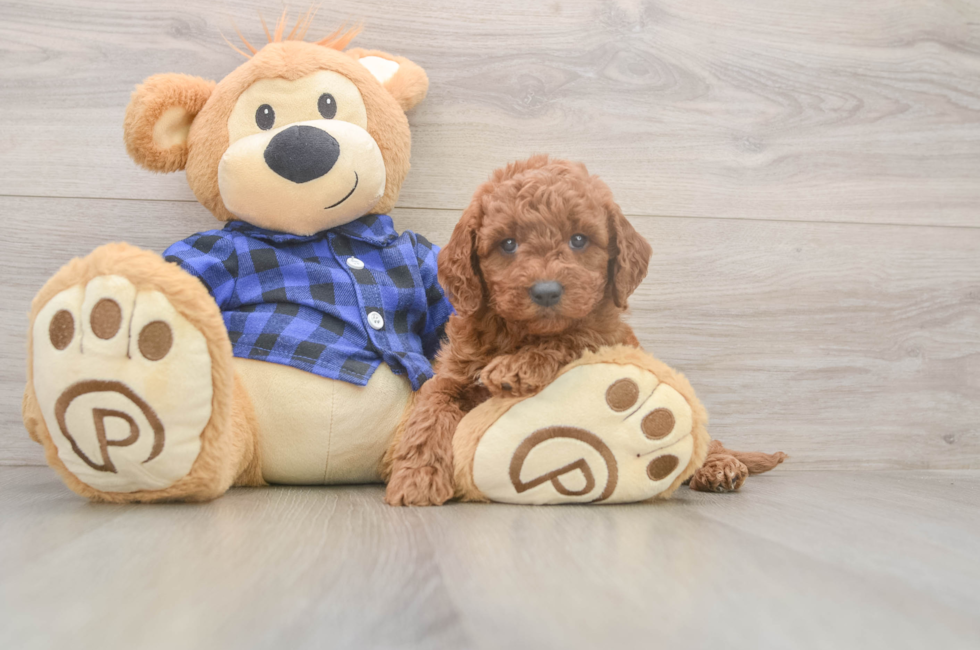 6 week old Mini Goldendoodle Puppy For Sale - Florida Fur Babies