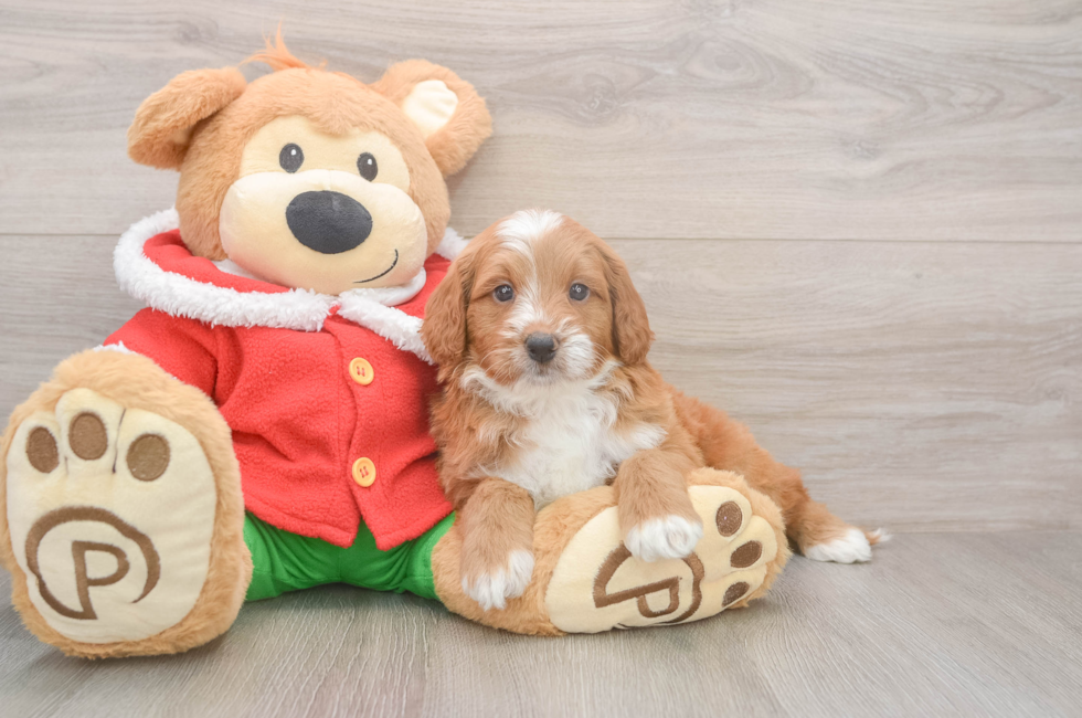 5 week old Mini Goldendoodle Puppy For Sale - Florida Fur Babies