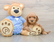 6 week old Mini Goldendoodle Puppy For Sale - Florida Fur Babies