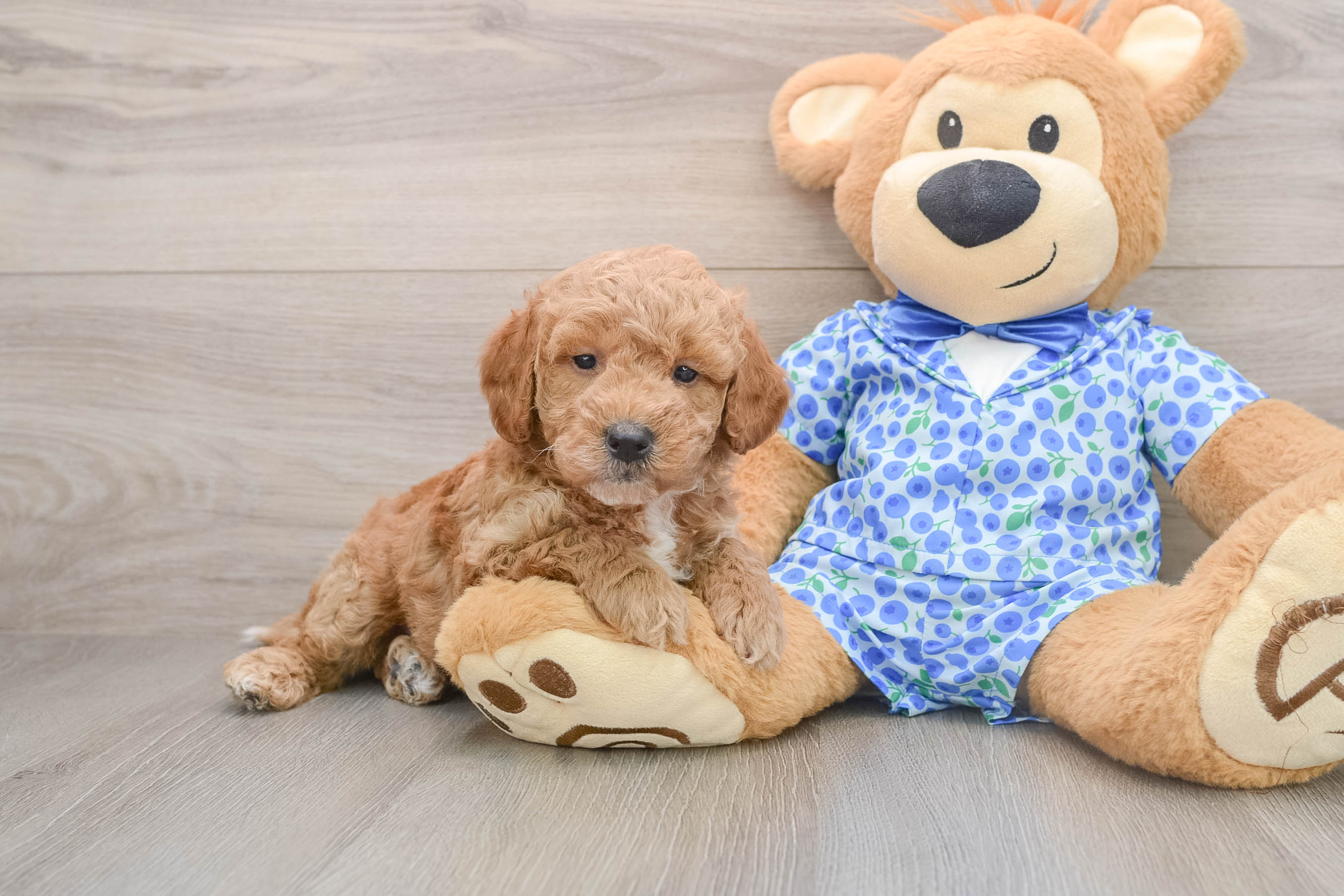 Best Mini Goldendoodle Baby