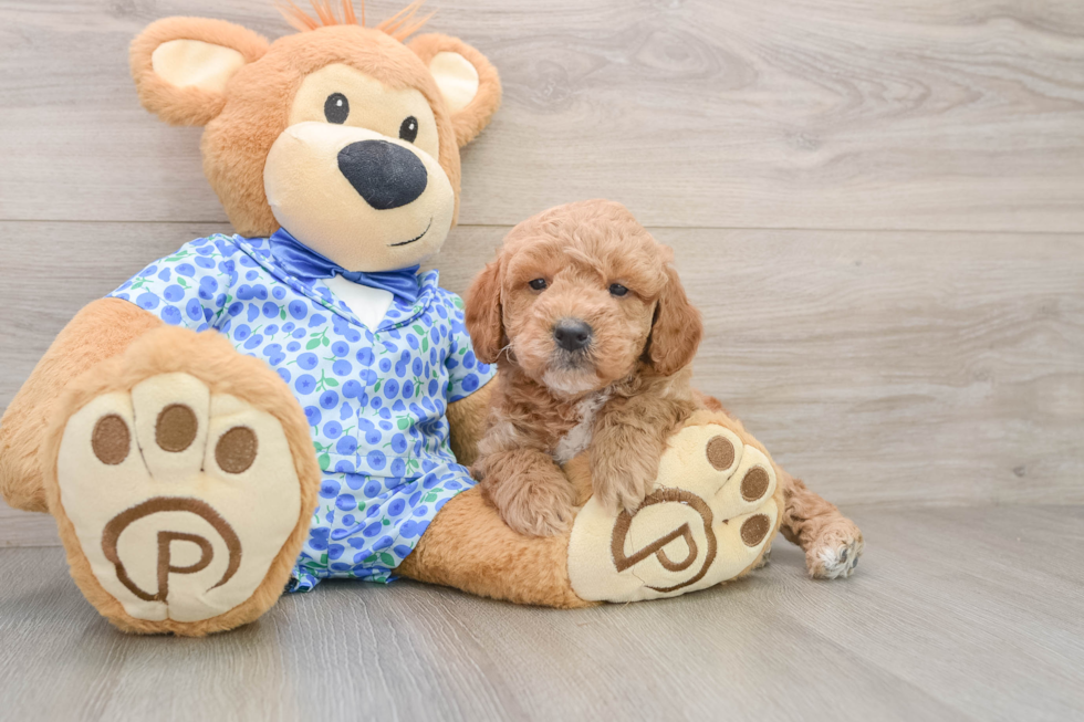Mini Goldendoodle Pup Being Cute
