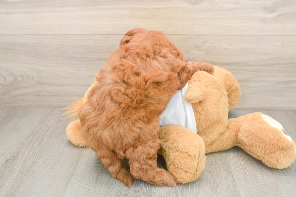 Best Mini Goldendoodle Baby