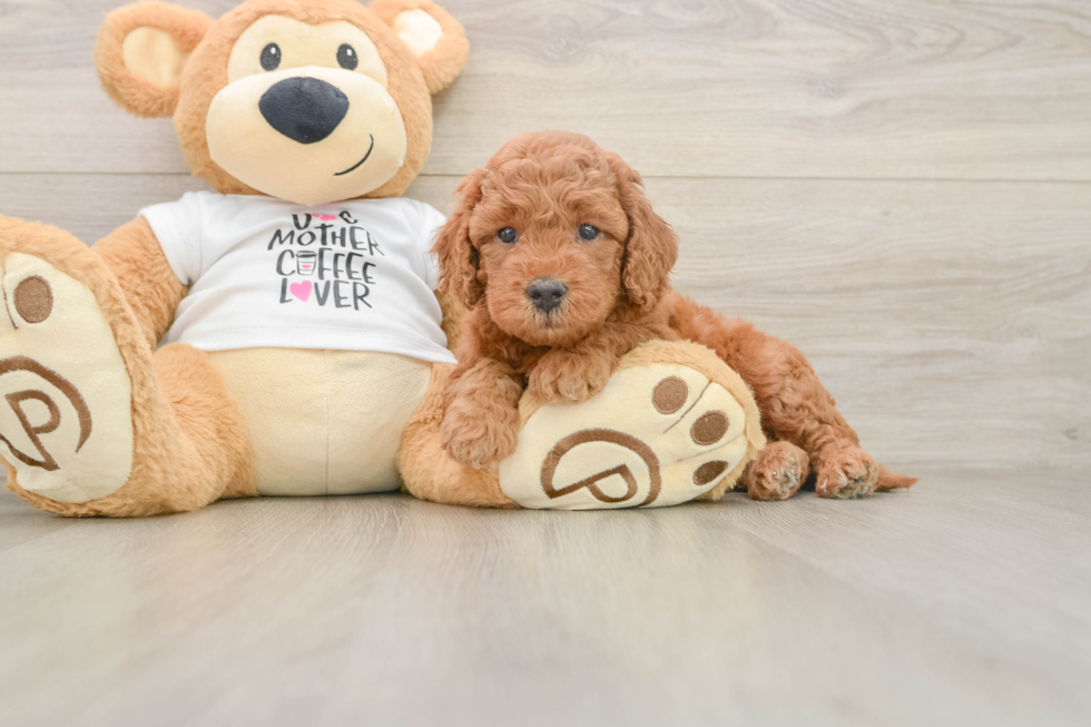 Popular Mini Goldendoodle Poodle Mix Pup
