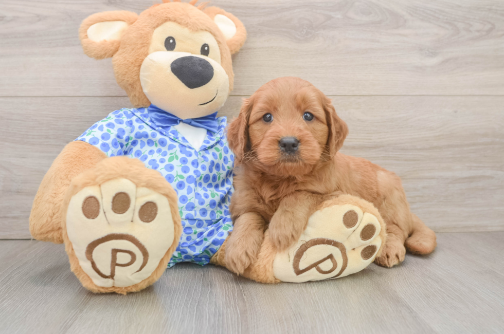 6 week old Mini Goldendoodle Puppy For Sale - Florida Fur Babies
