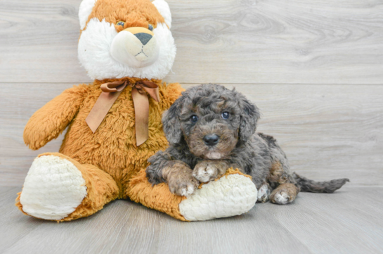Mini Goldendoodle Puppy for Adoption