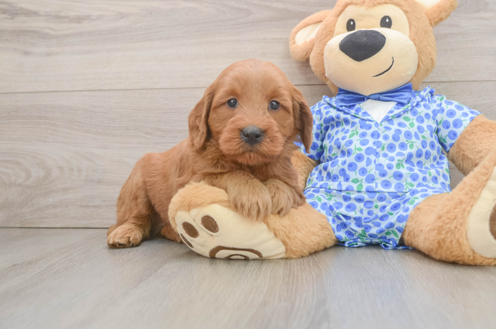 6 week old Mini Goldendoodle Puppy For Sale - Florida Fur Babies