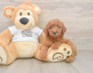 7 week old Mini Goldendoodle Puppy For Sale - Florida Fur Babies