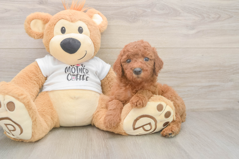 5 week old Mini Goldendoodle Puppy For Sale - Florida Fur Babies
