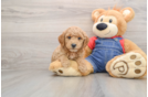 Mini Goldendoodle Puppy for Adoption