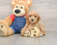 8 week old Mini Goldendoodle Puppy For Sale - Florida Fur Babies
